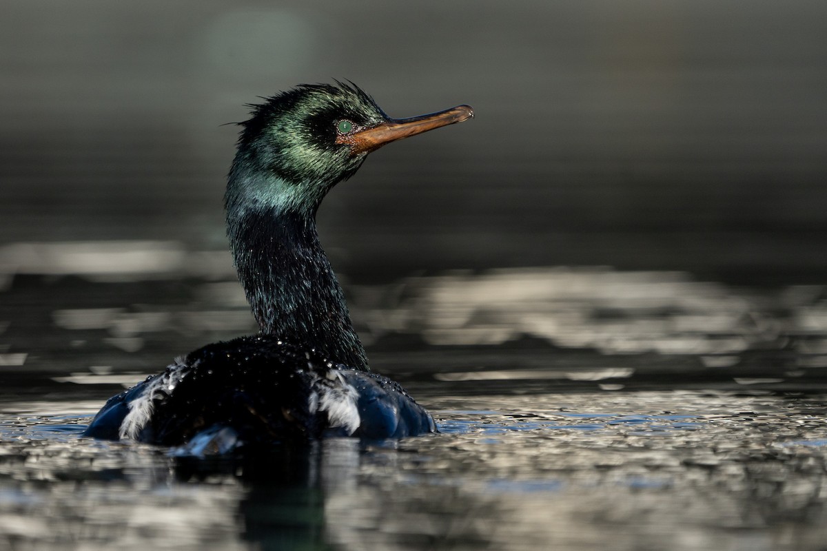 Pelagic Cormorant - ML614426223