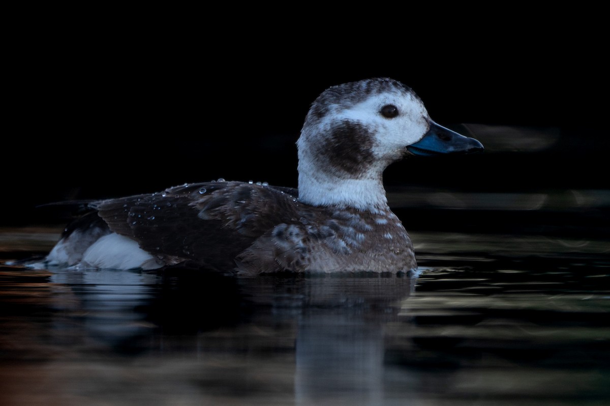 Long-tailed Duck - Elliott Bury