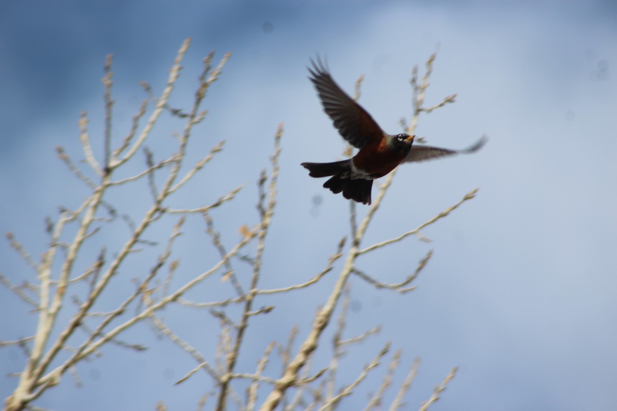 American Robin - ML614426258