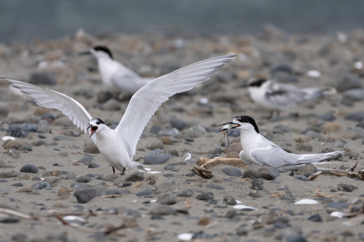 White-fronted Tern - ML614426297