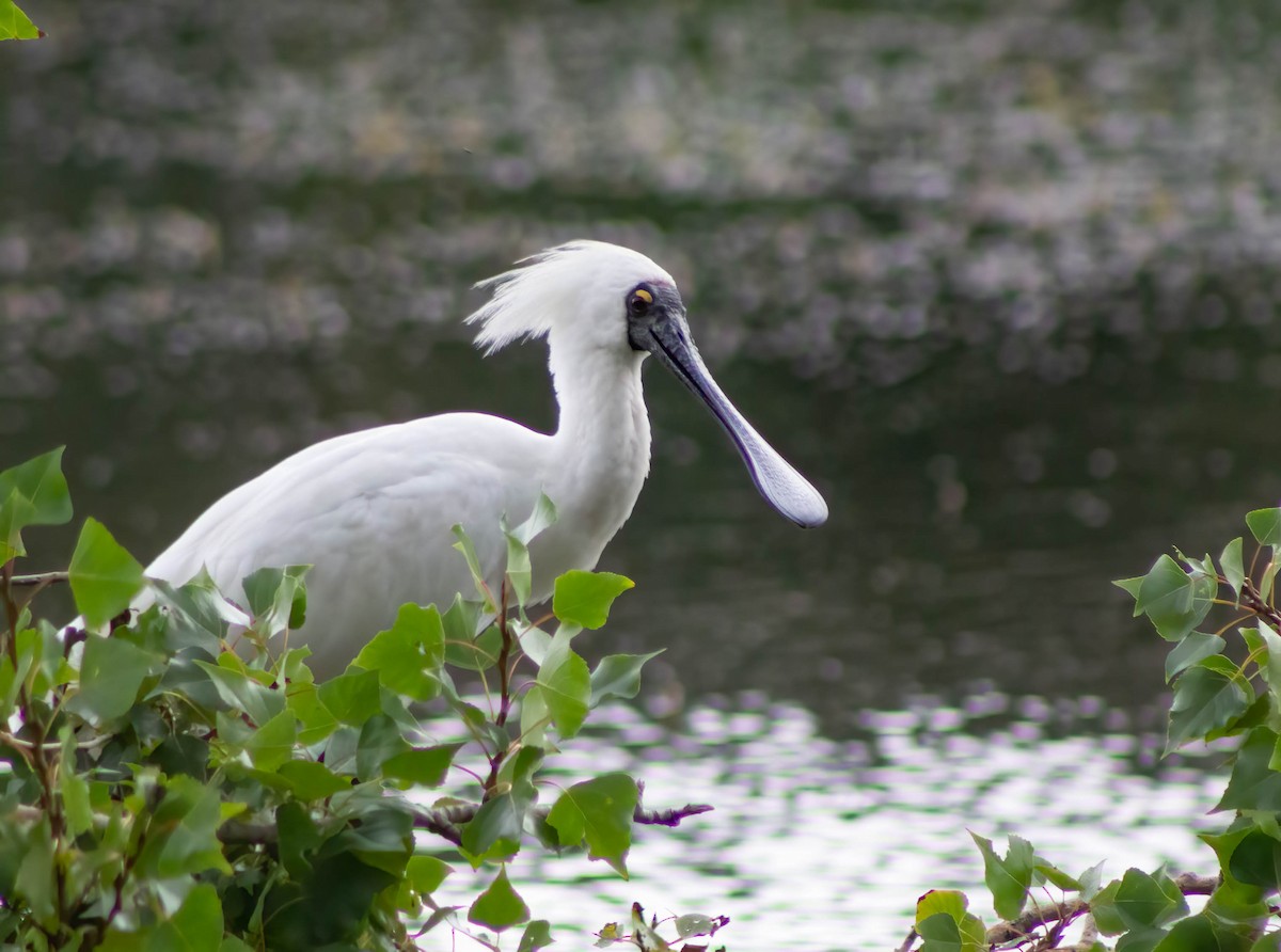 Royal Spoonbill - will vasic