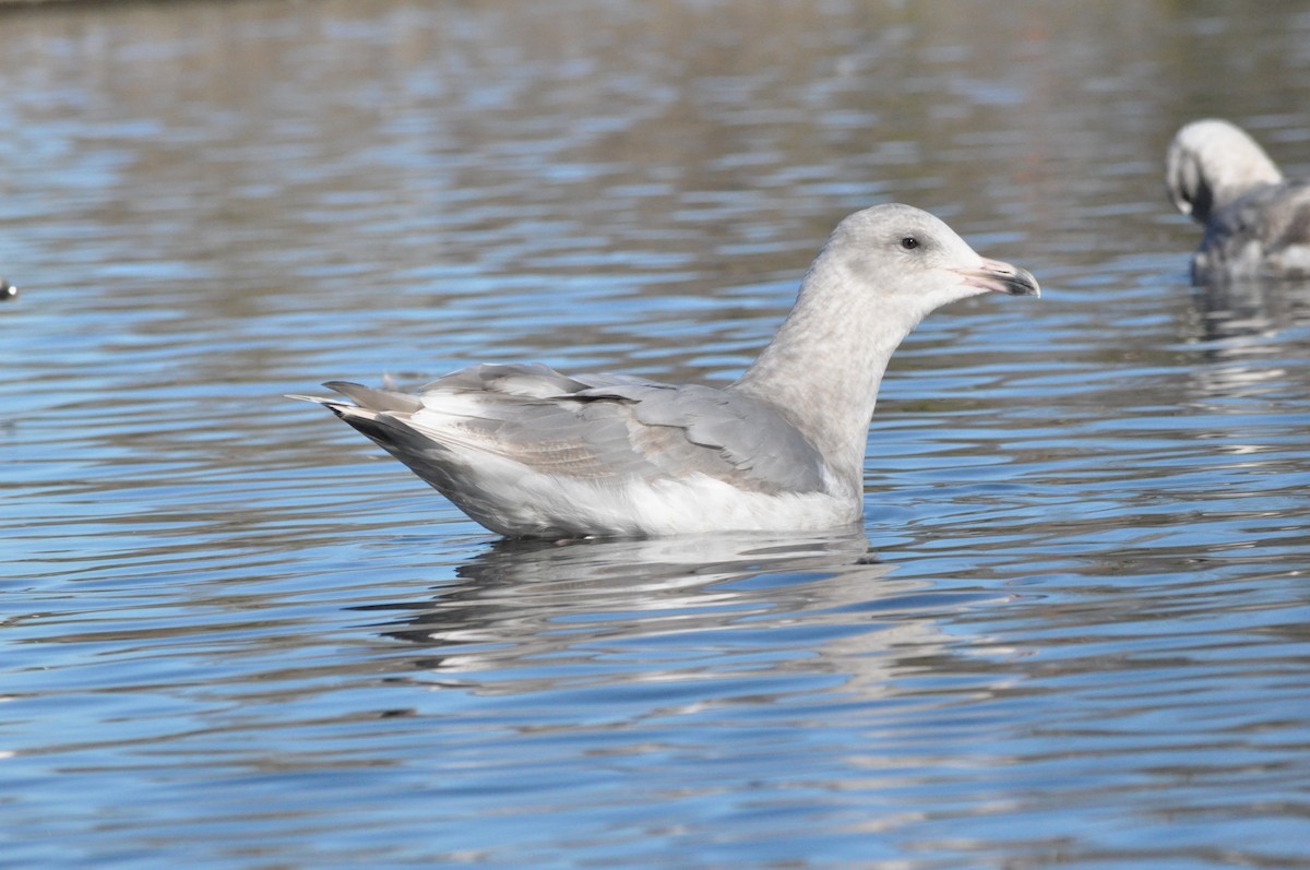 Gaviota (Larus) sp. - ML614426349