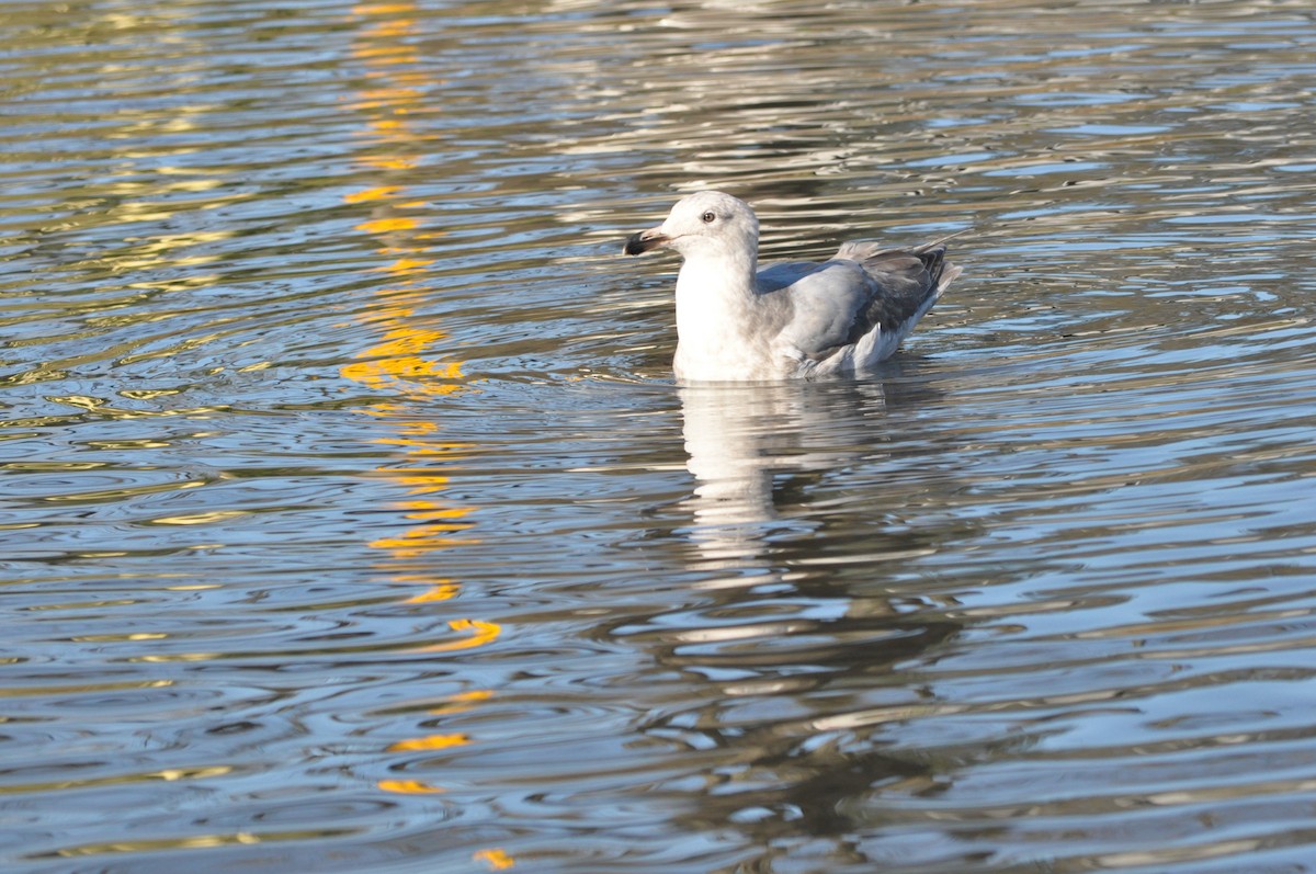 Gaviota (Larus) sp. - ML614426352