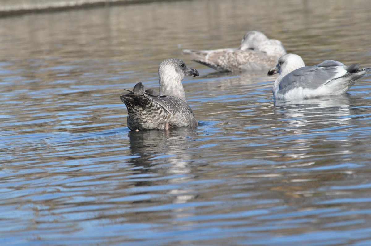 Gaviota (Larus) sp. - ML614426354