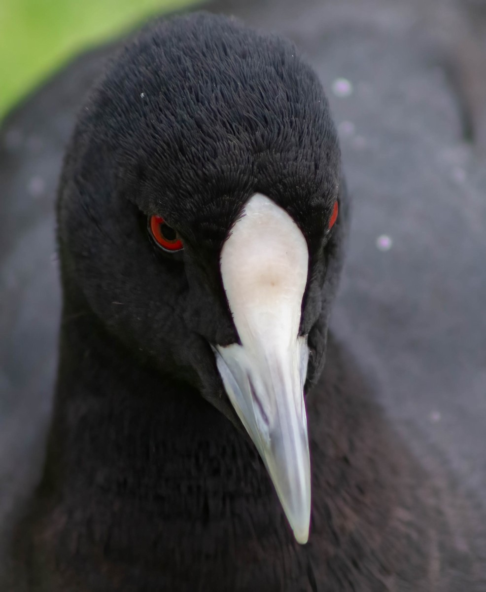 Eurasian Coot - ML614426364