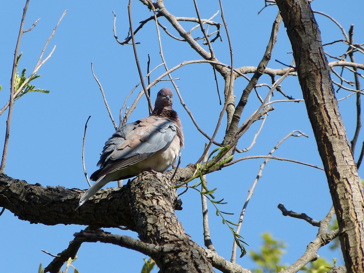 Laughing Dove - ML614426410