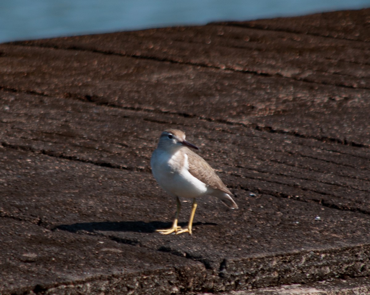 Spotted Sandpiper - ML614426444