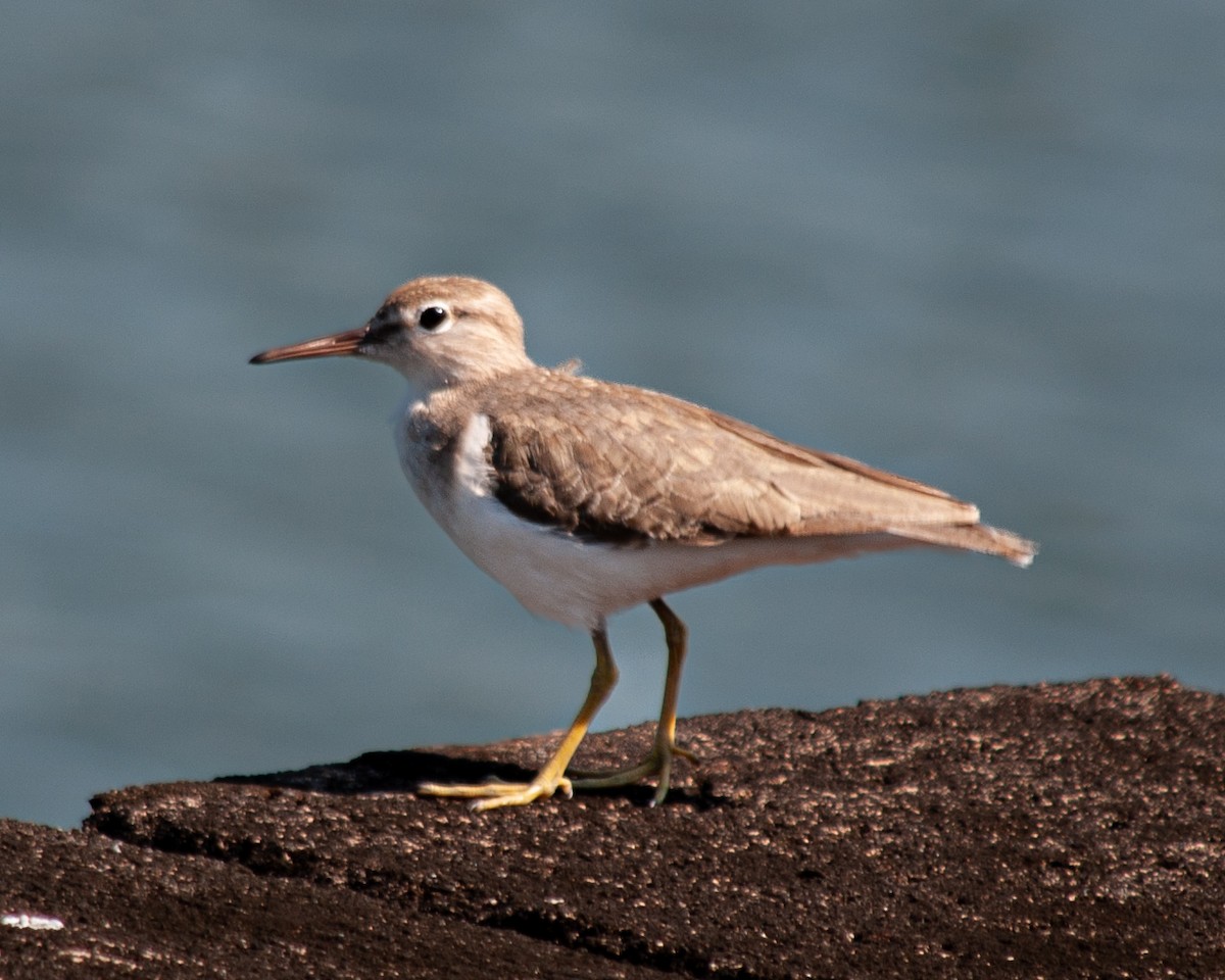 Spotted Sandpiper - ML614426445