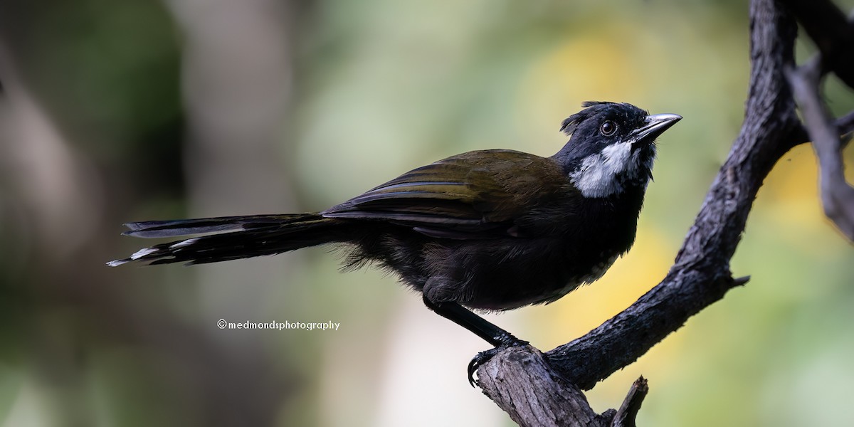 Eastern Whipbird - Michelle Edmonds