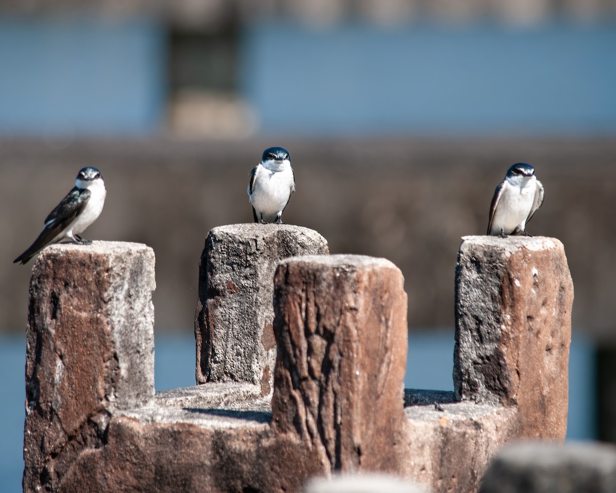 Mangrove Swallow - Guatemala Quest