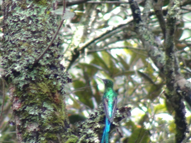 Long-tailed Sylph - Victor Manuel Arboleda Mira