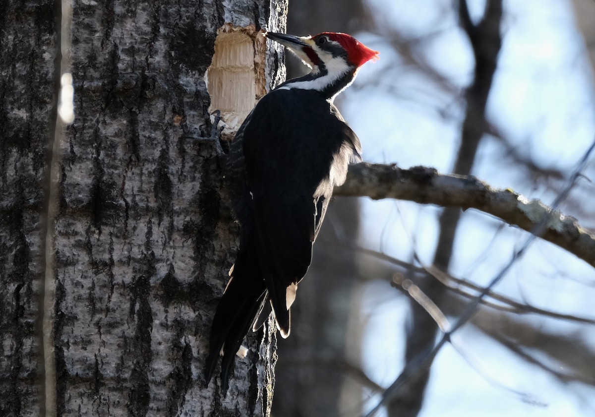 Pileated Woodpecker - ML614426526