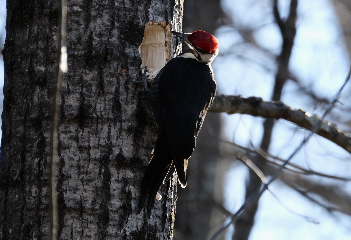 Pileated Woodpecker - ML614426527