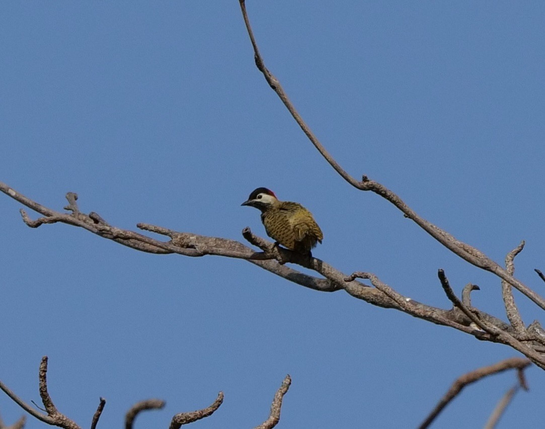 Spot-breasted Woodpecker - ML614426554