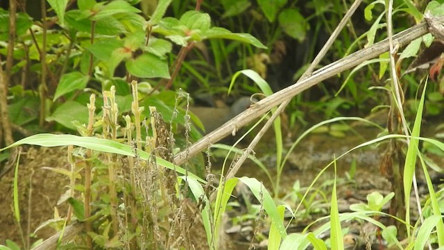 Paint-billed Crake - ML614426669
