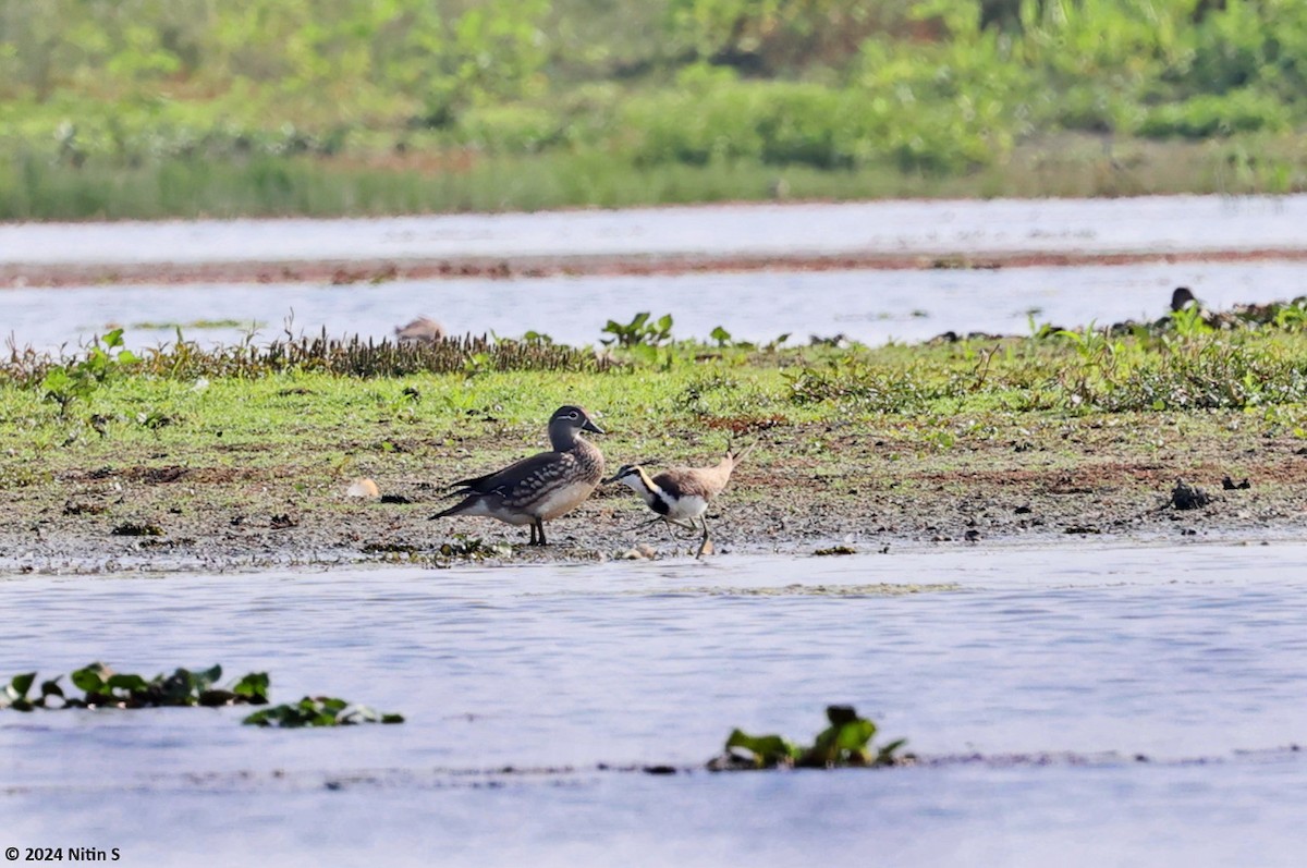 Mandarin Duck - ML614426671