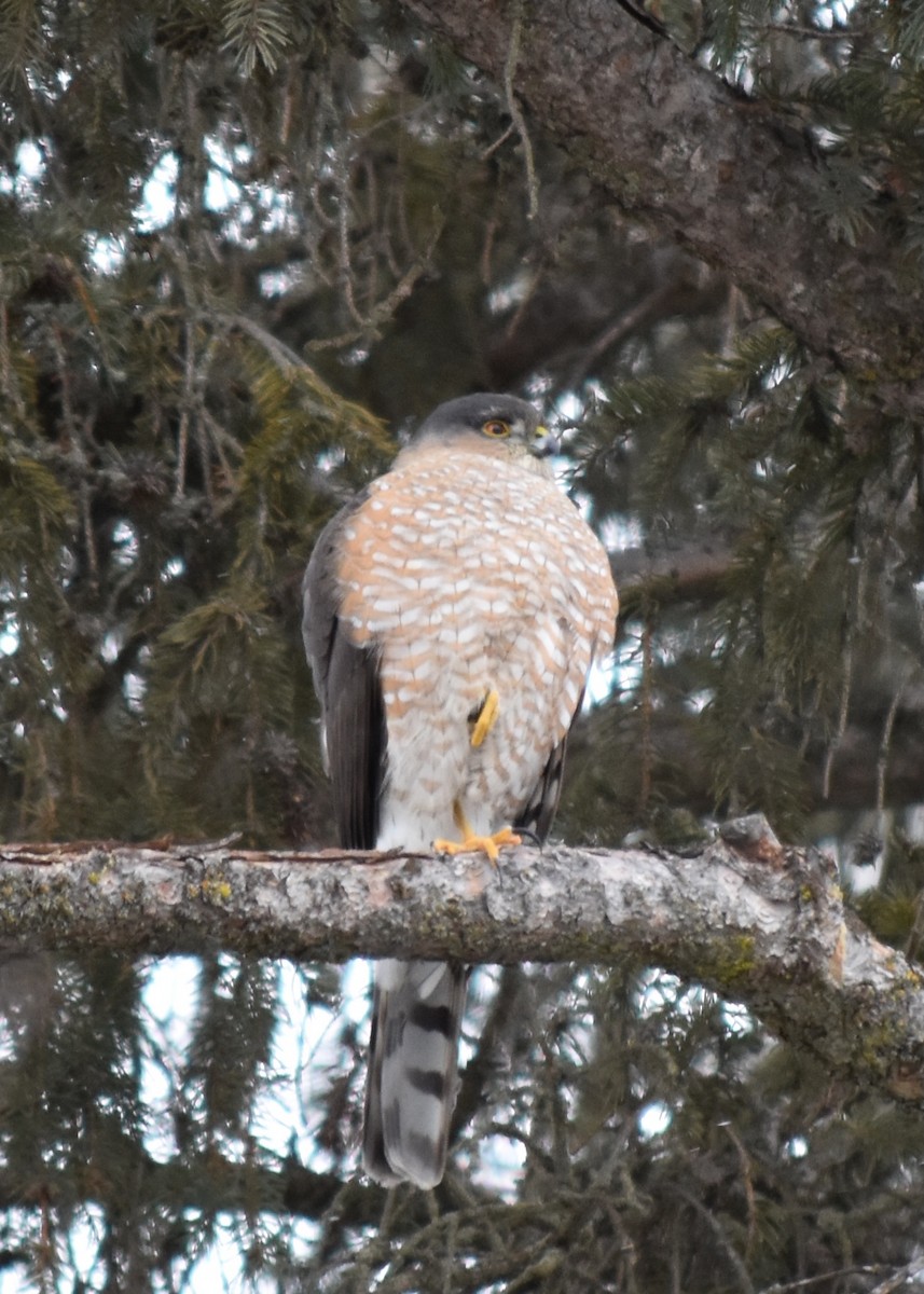 Sharp-shinned Hawk - ML614426838