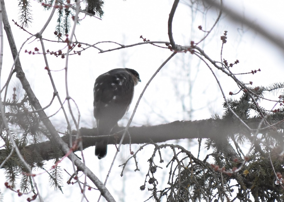 Sharp-shinned Hawk - Shannon Donaldson