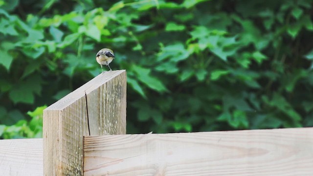 Bay-breasted Warbler - ML614426862