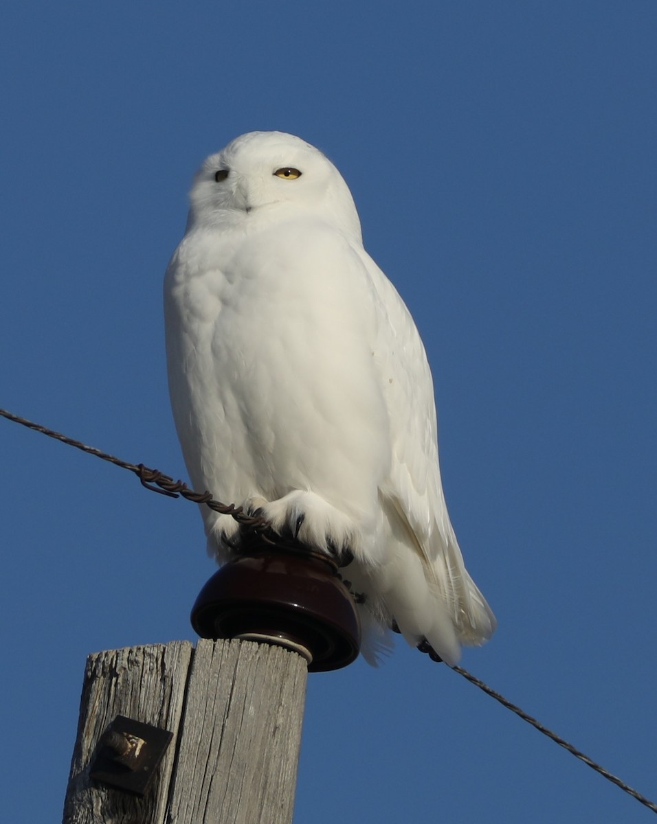 Snowy Owl - Irene Crosland