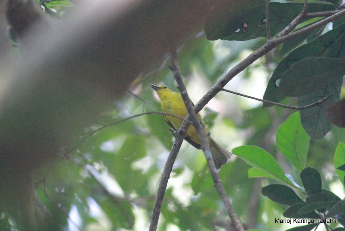 Yellow-browed Bulbul - Manoj Karingamadathil