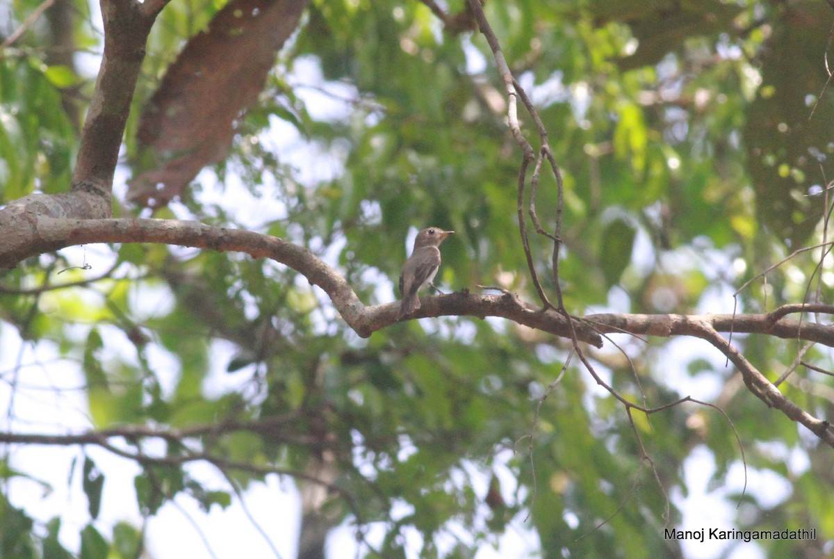 Asian Brown Flycatcher - Manoj Karingamadathil