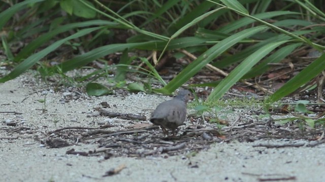 Common Ground Dove - ML614426993