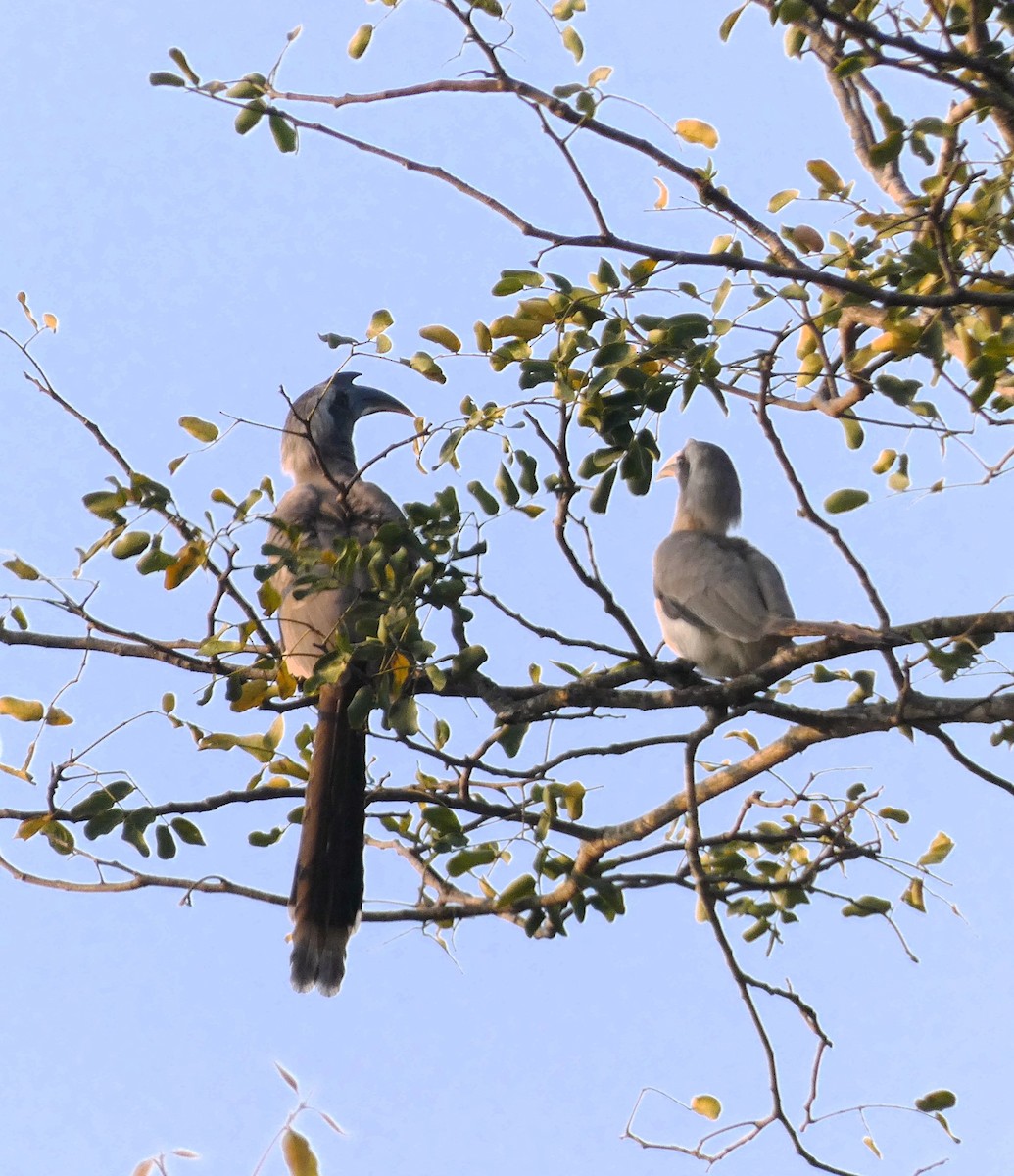 Indian Gray Hornbill - ML614427003