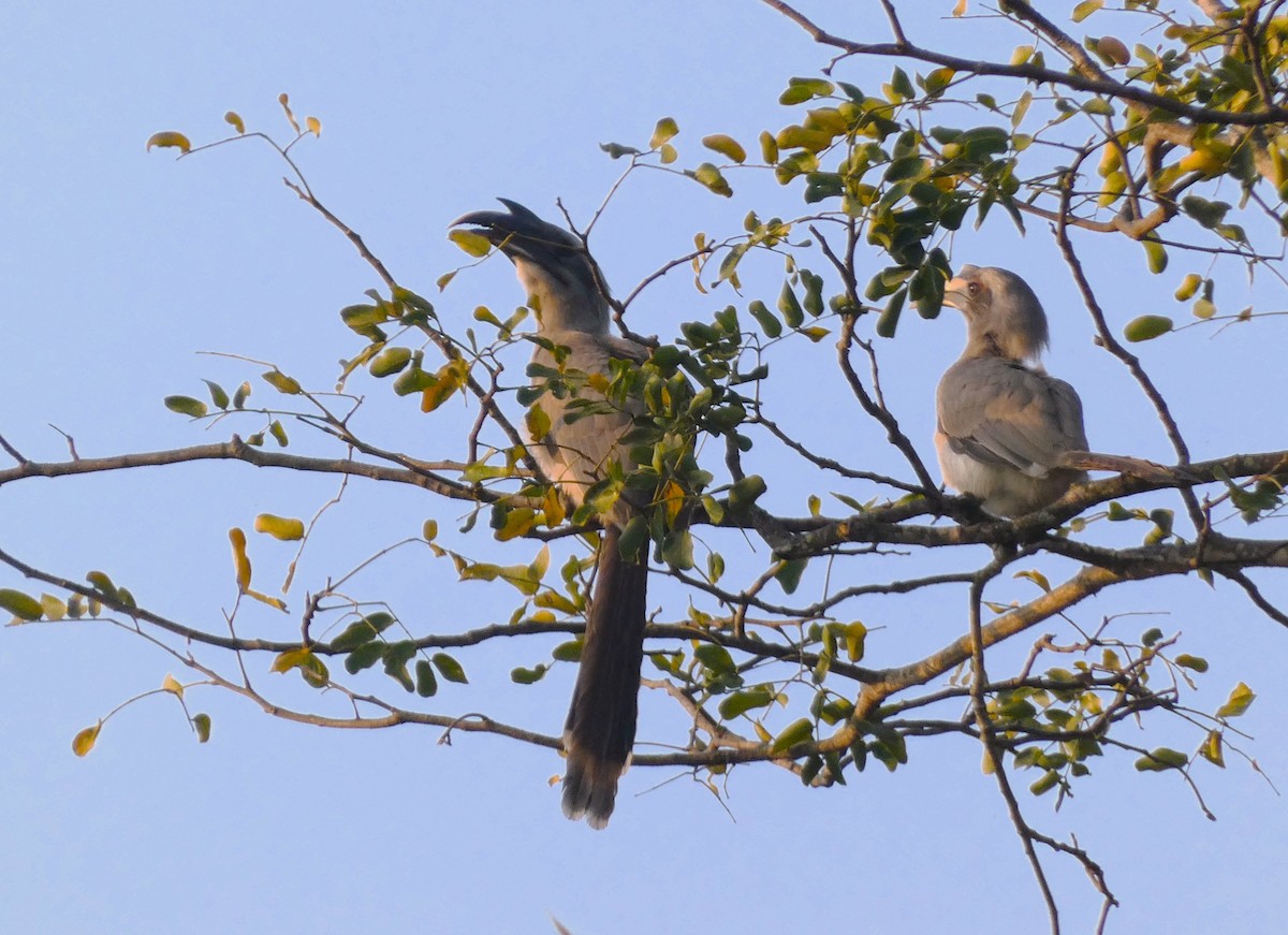 Indian Gray Hornbill - ML614427004