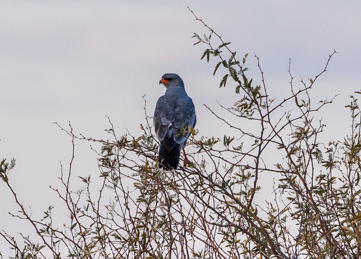 Pale Chanting-Goshawk - ML61442701