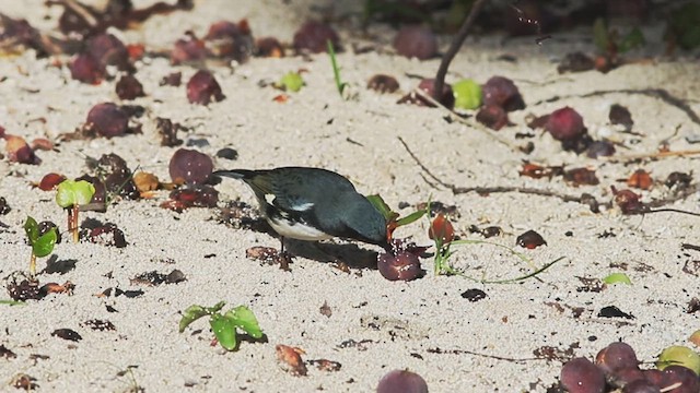 Blaurücken-Waldsänger - ML614427038