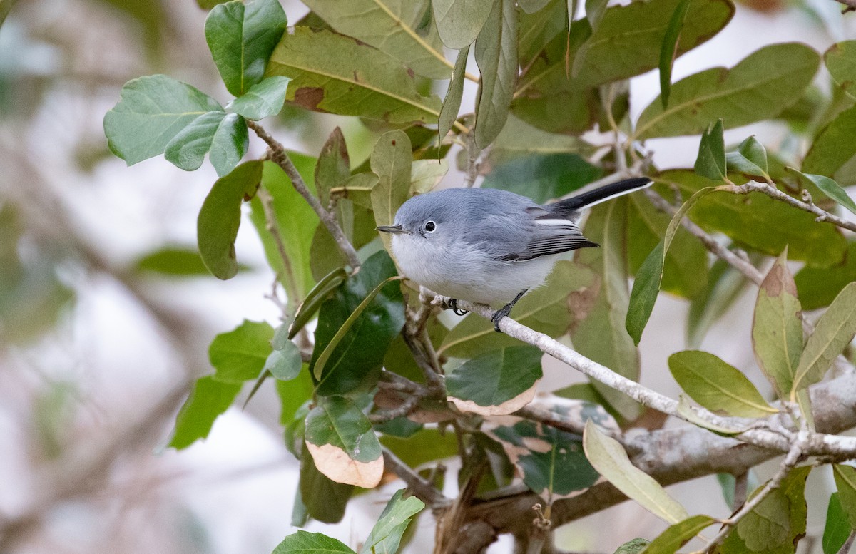 Blue-gray Gnatcatcher - ML614427103