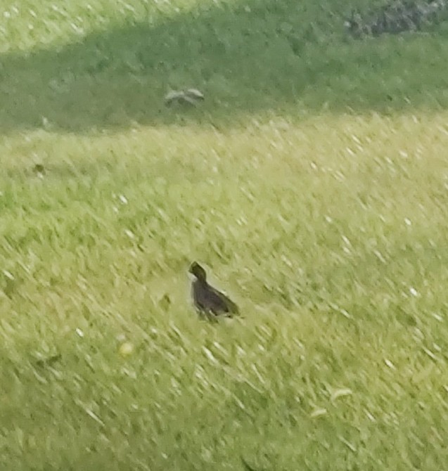 Northern Bobwhite - ML614427184