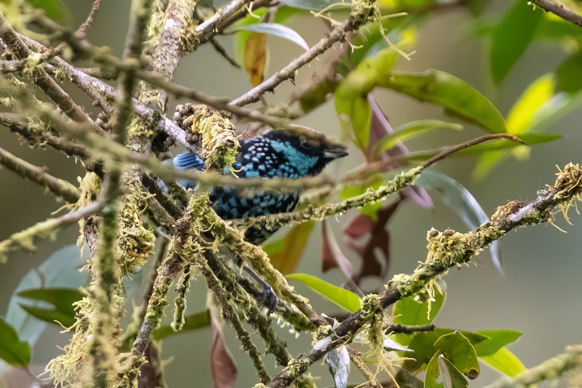 Beryl-spangled Tanager - ML614427210