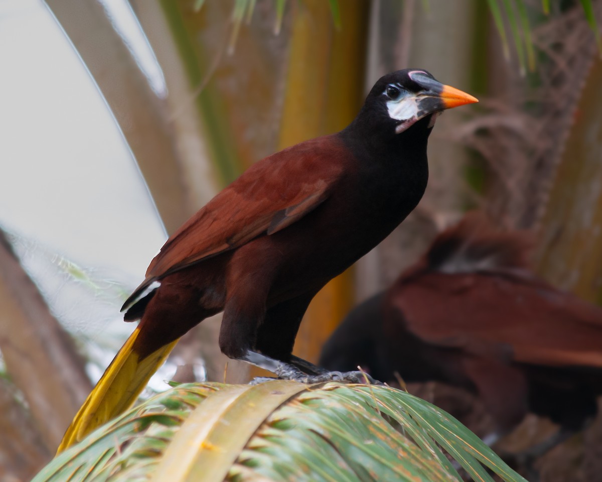 Montezuma Oropendola - ML614427284