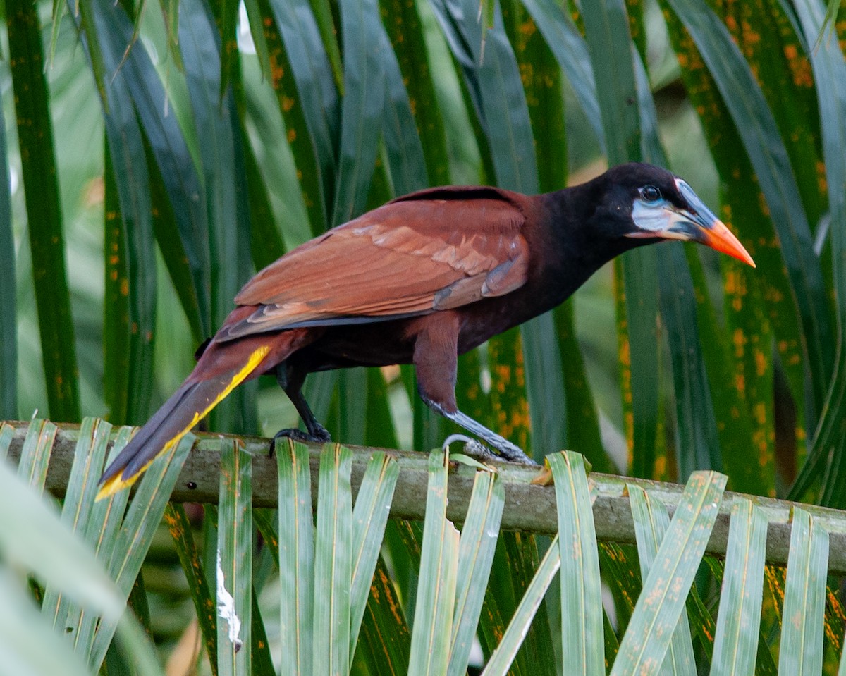 Montezuma Oropendola - Guatemala Quest