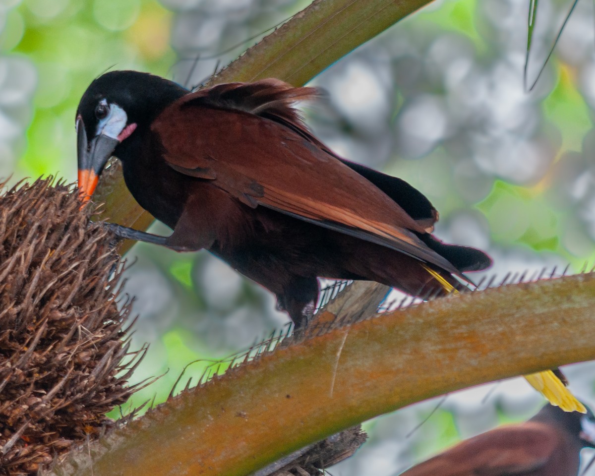 Montezuma Oropendola - ML614427287