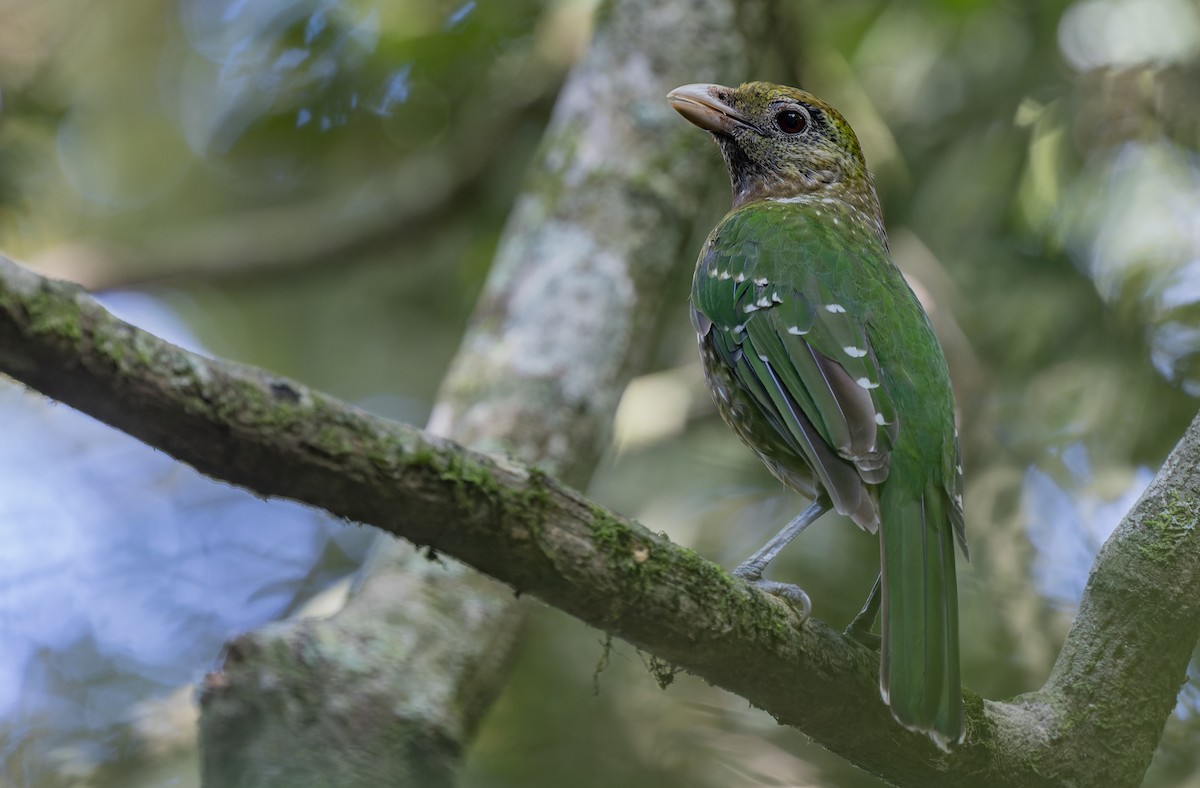 Green Catbird - ML614427394