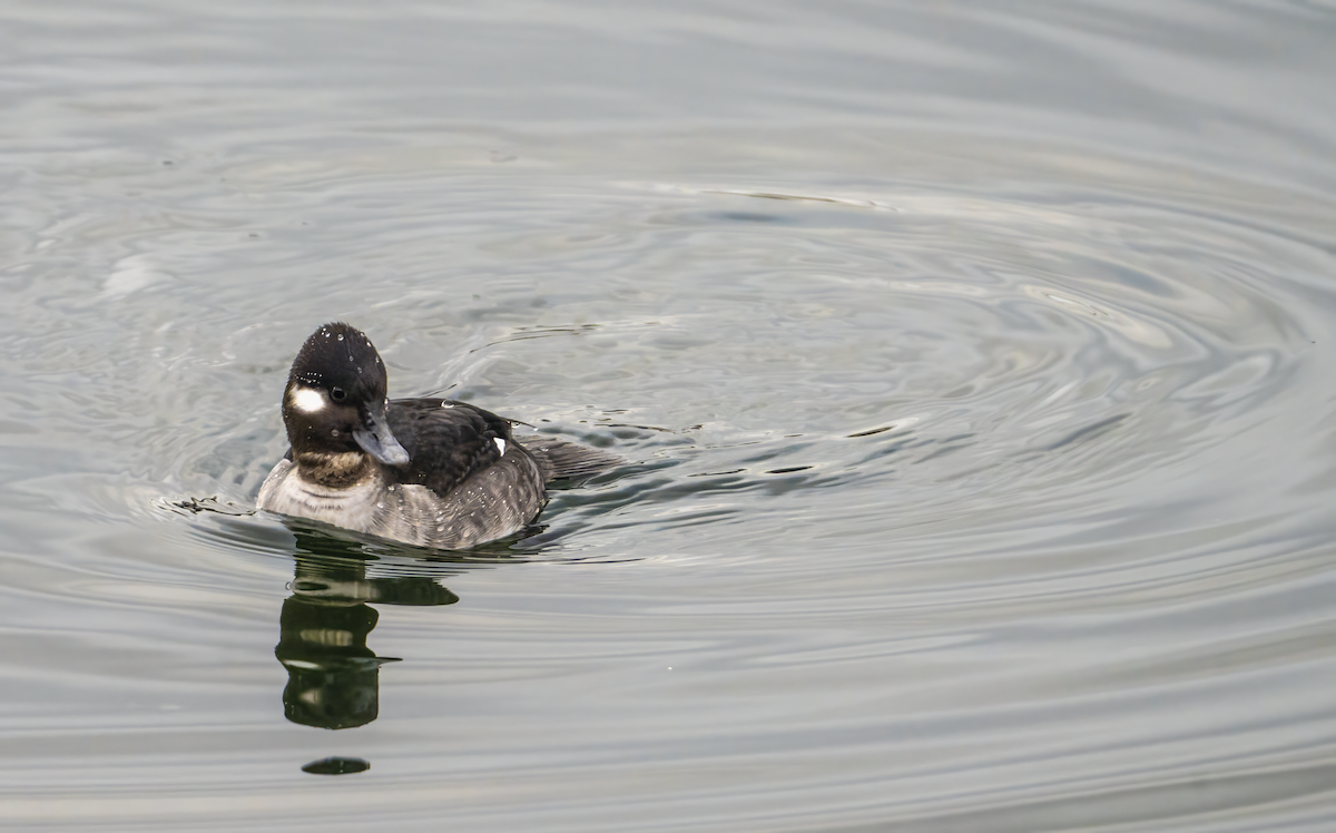 Bufflehead - ML614427435