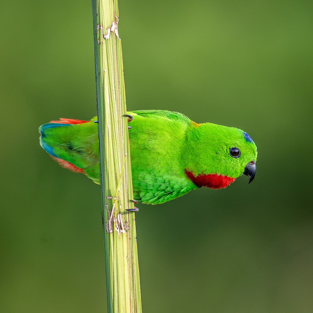 Blue-crowned Hanging-Parrot - Yifei Zheng