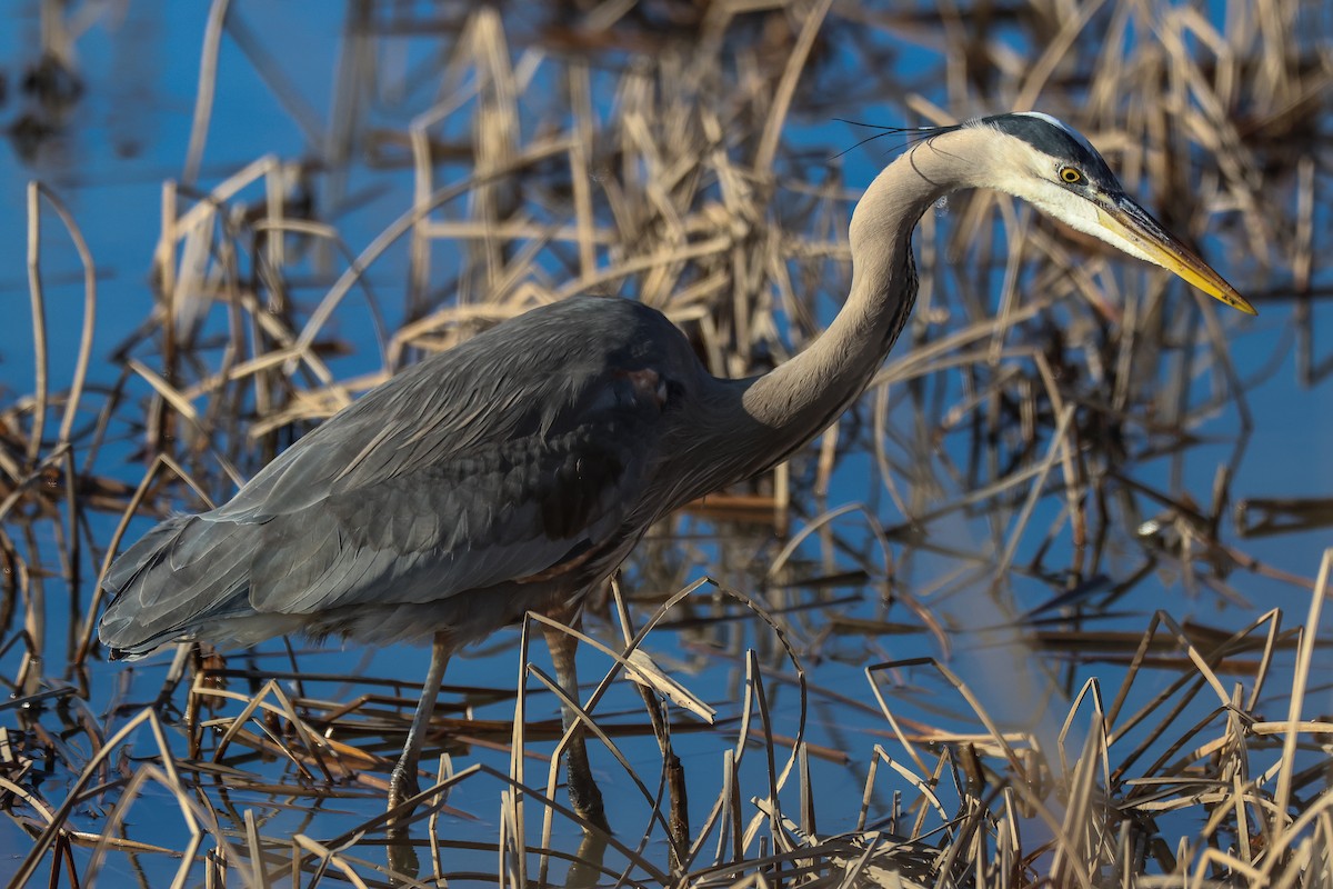 Garza Azulada - ML614427476