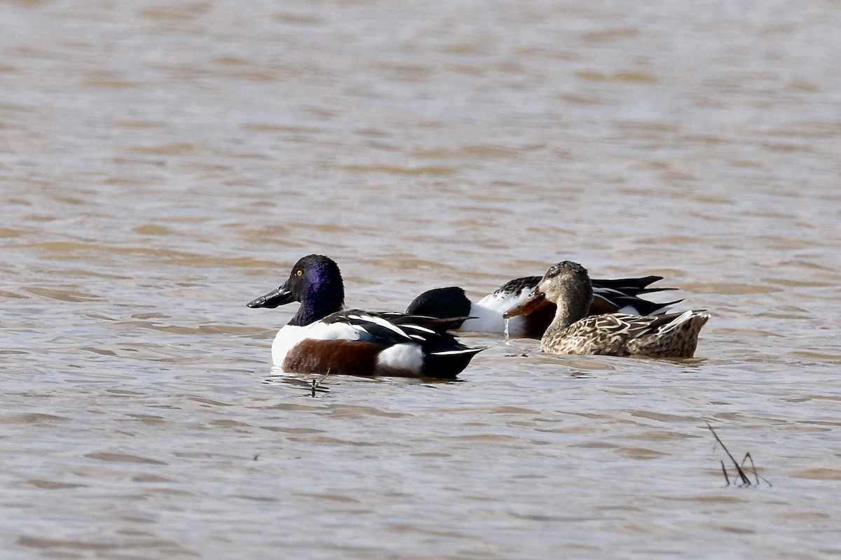 Northern Shoveler - ML614427531