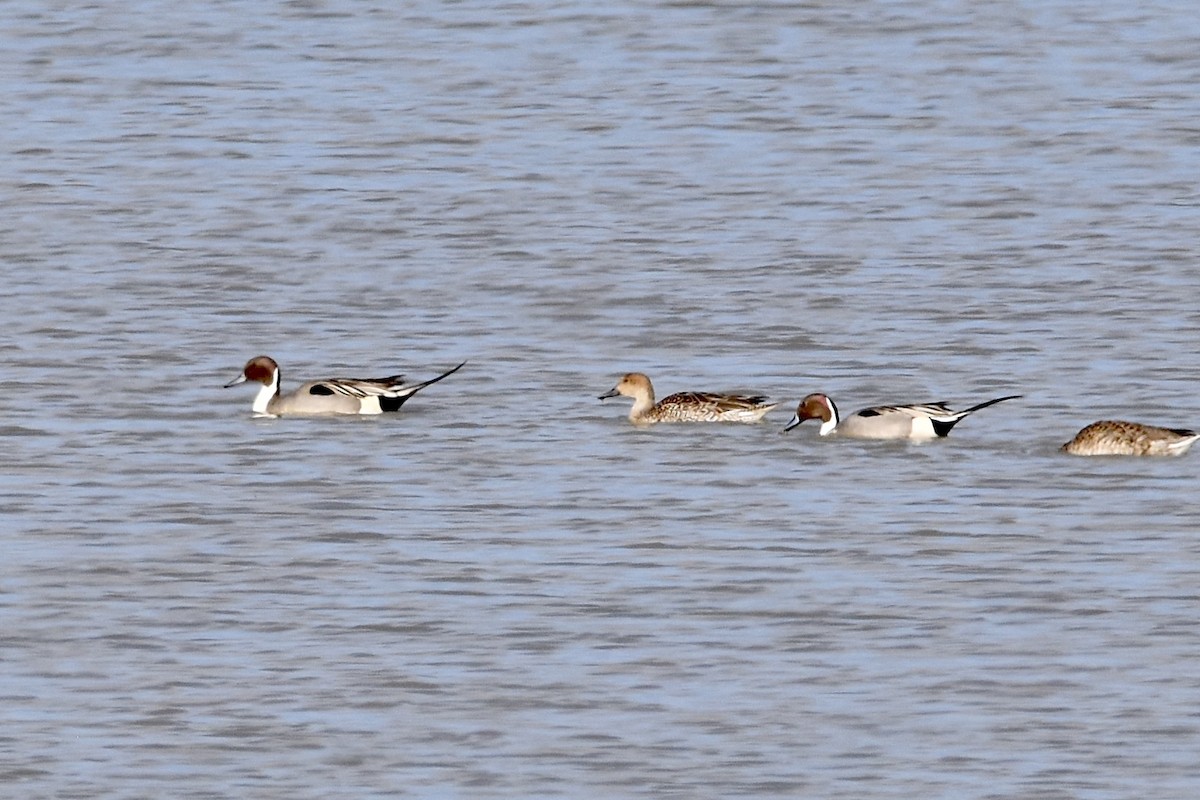 Northern Pintail - Paul Nelson