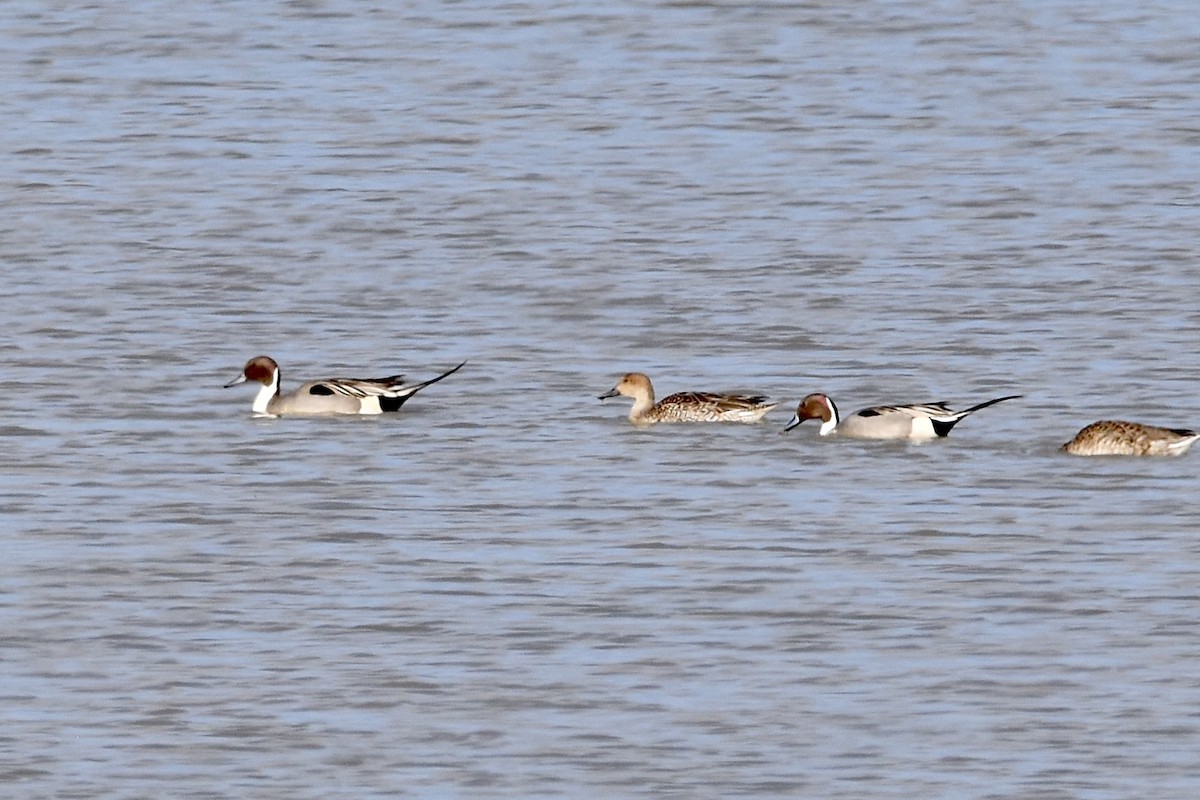 Northern Pintail - ML614427543