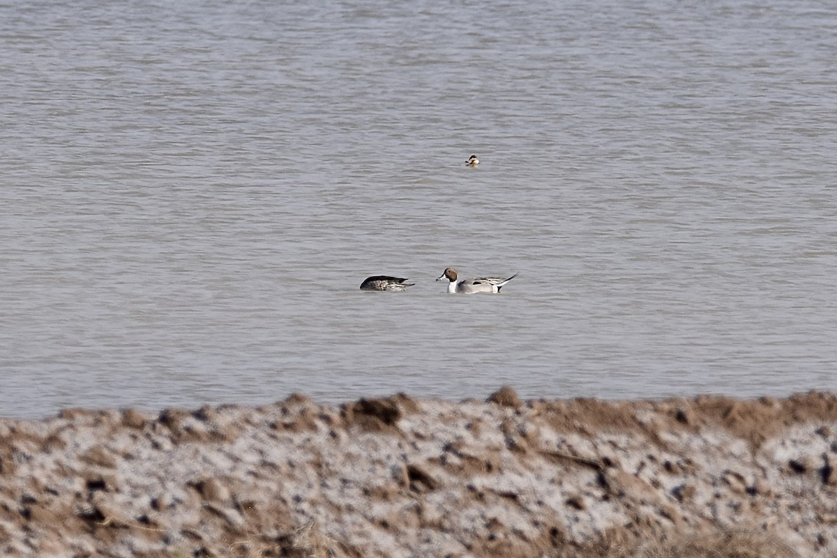 Northern Pintail - Paul Nelson