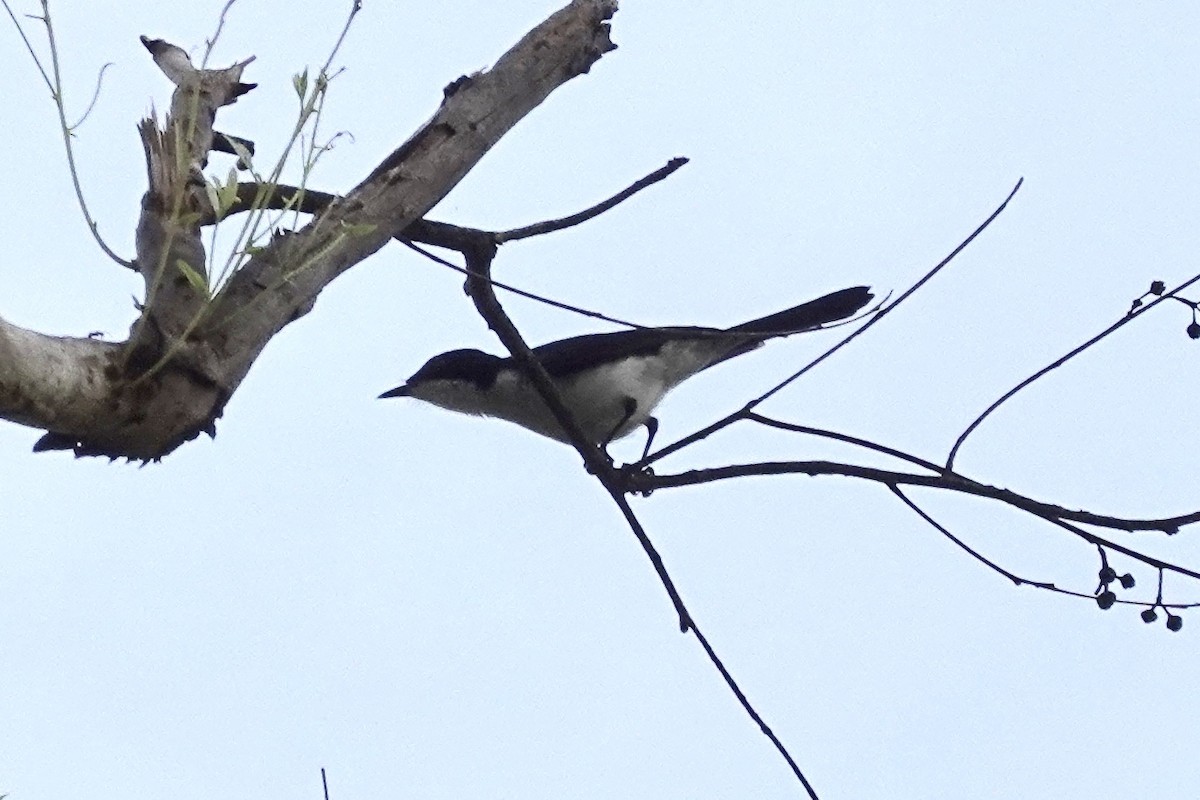 Paperbark Flycatcher - ML614427547