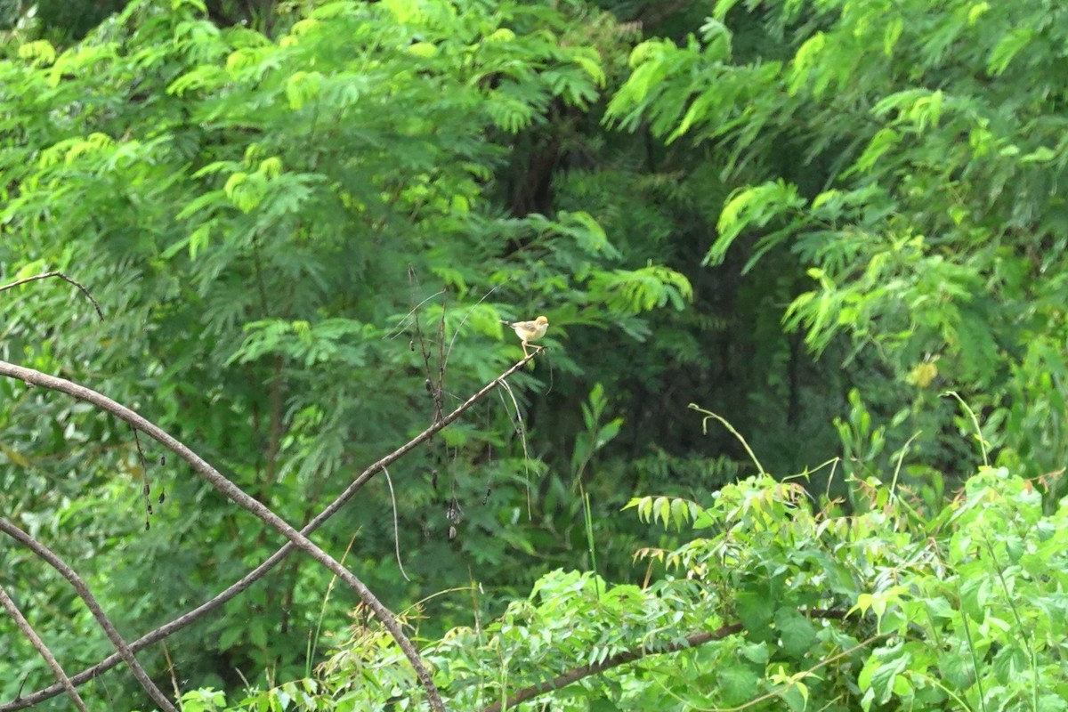 Golden-headed Cisticola - ML614427587