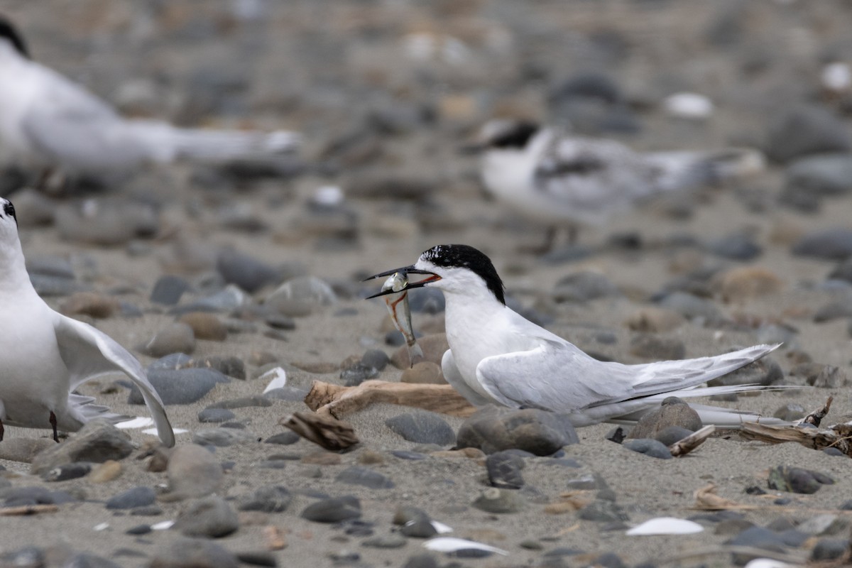 White-fronted Tern - ML614427616