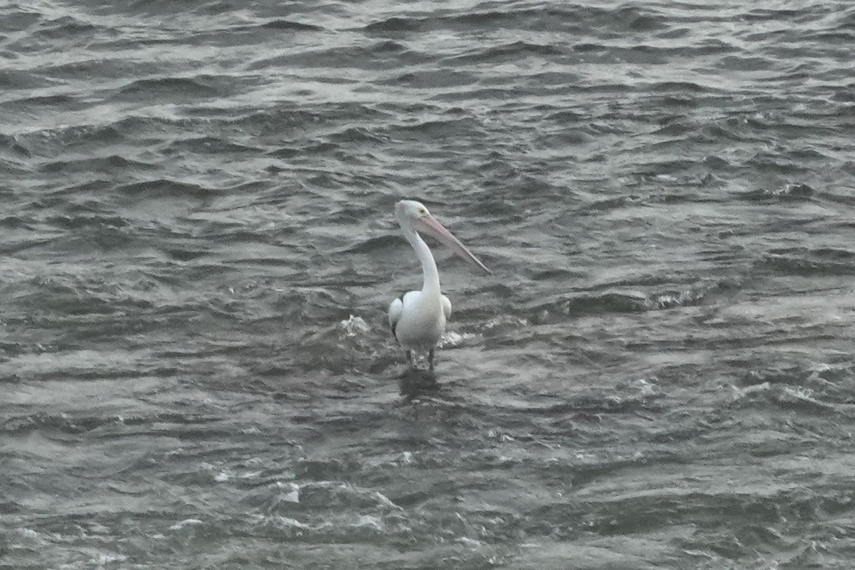 Australian Pelican - ML614427618