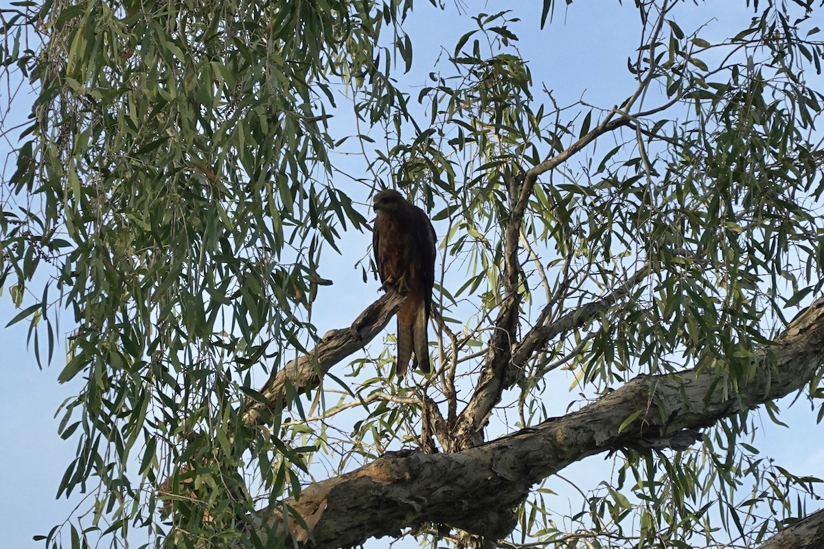 Black Kite - ML614427634